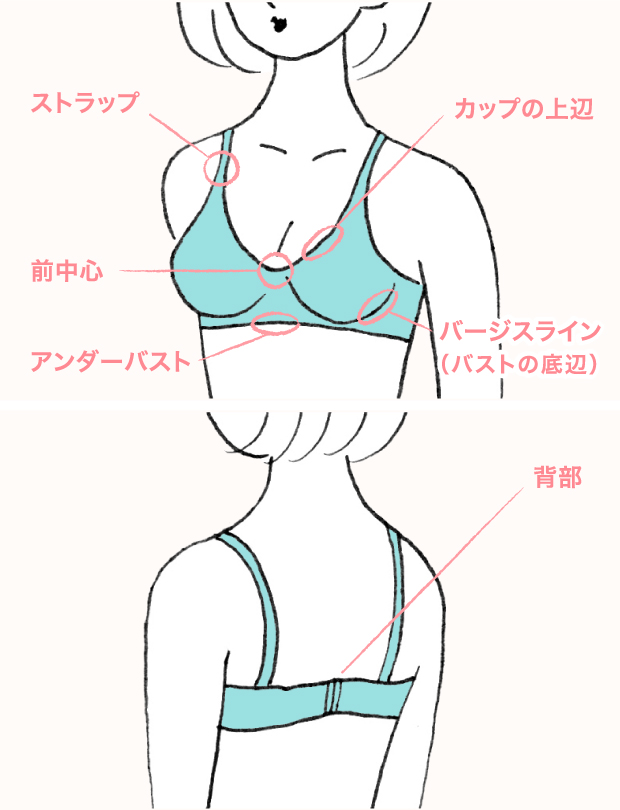ストラップ/カップの上辺/前中心/アンダーバスト/バージスライン(バストの底辺)/背部